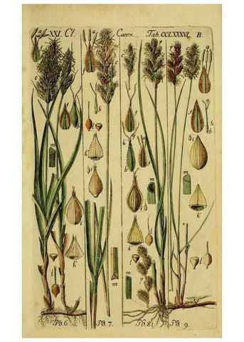 Reproducción/Reproduction 8287387443: Beschreibung und Abbildung der theils bekannten, theils noch nicht beschriebenen Arten von Riedgräsern,. Wittenberg,1801-1806.