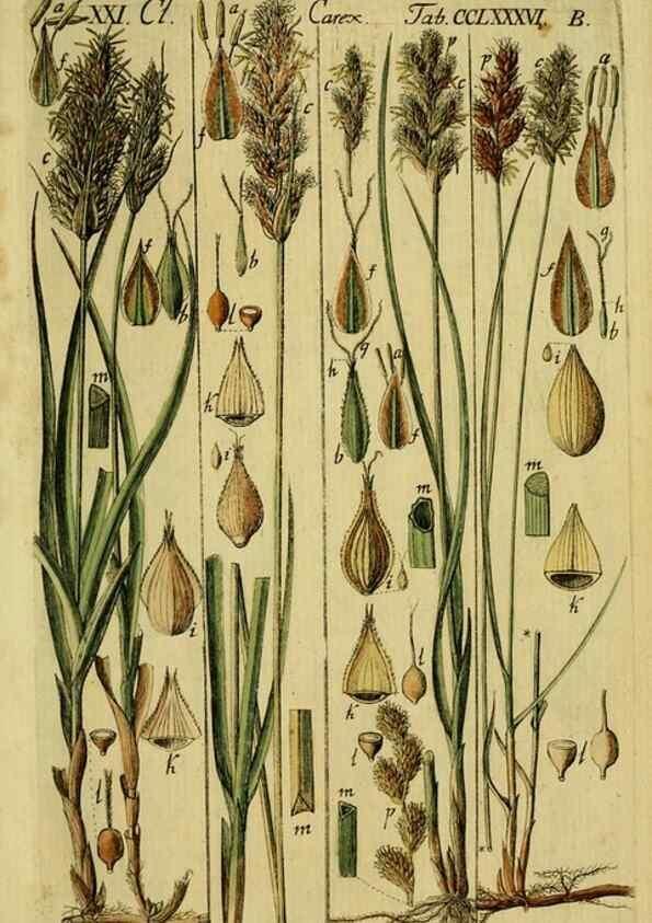 Reproducción/Reproduction 8287387443: Beschreibung und Abbildung der theils bekannten, theils noch nicht beschriebenen Arten von Riedgräsern,. Wittenberg,1801-1806.