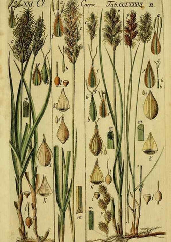 Reproducción/Reproduction 8287387443: Beschreibung und Abbildung der theils bekannten, theils noch nicht beschriebenen Arten von Riedgräsern,. Wittenberg,1801-1806.