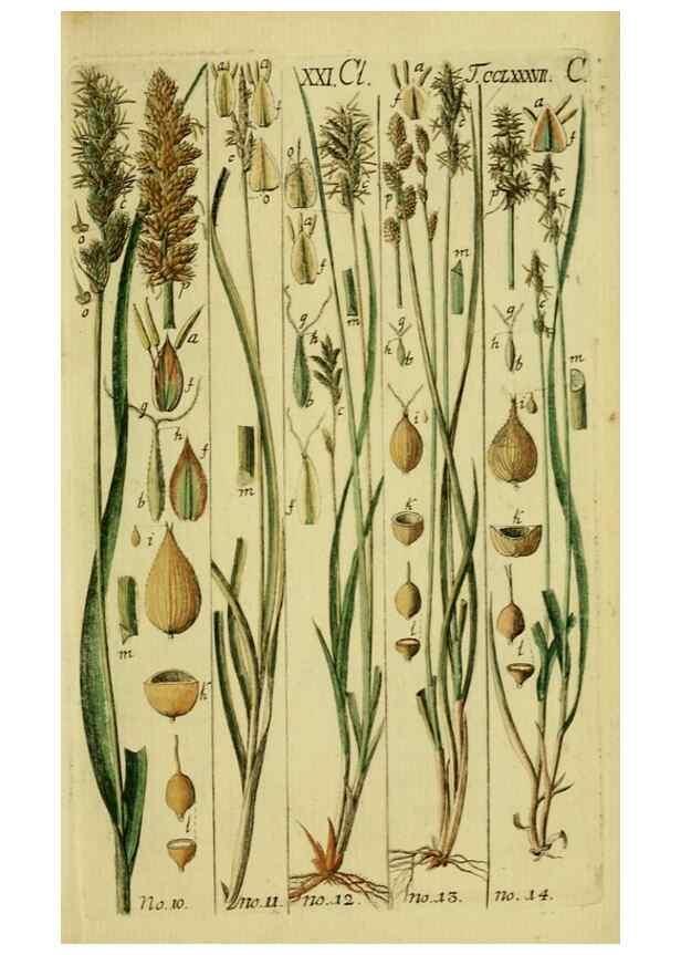 Reproducción/Reproduction 8288447788: Beschreibung und Abbildung der theils bekannten, theils noch nicht beschriebenen Arten von Riedgräsern,. Wittenberg,1801-1806.