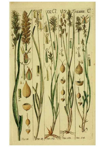Reproducción/Reproduction 8288447788: Beschreibung und Abbildung der theils bekannten, theils noch nicht beschriebenen Arten von Riedgräsern,. Wittenberg,1801-1806.