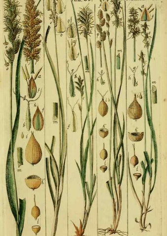 Reproducción/Reproduction 8288447788: Beschreibung und Abbildung der theils bekannten, theils noch nicht beschriebenen Arten von Riedgräsern,. Wittenberg,1801-1806.