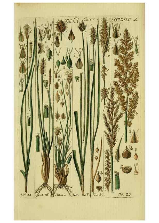 Reproducción/Reproduction 8288448632: Beschreibung und Abbildung der theils bekannten, theils noch nicht beschriebenen Arten von Riedgräsern,. Wittenberg,1801-1806.