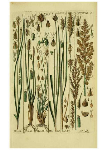 Reproducción/Reproduction 8288448632: Beschreibung und Abbildung der theils bekannten, theils noch nicht beschriebenen Arten von Riedgräsern,. Wittenberg,1801-1806.