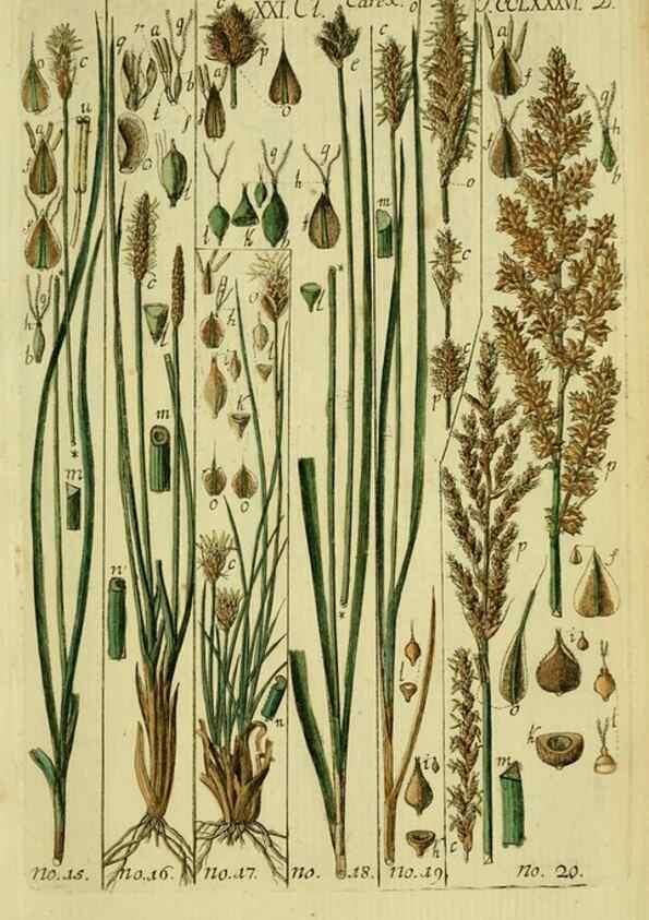 Reproducción/Reproduction 8288448632: Beschreibung und Abbildung der theils bekannten, theils noch nicht beschriebenen Arten von Riedgräsern,. Wittenberg,1801-1806.