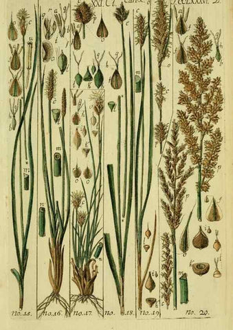 Reproducción/Reproduction 8288448632: Beschreibung und Abbildung der theils bekannten, theils noch nicht beschriebenen Arten von Riedgräsern,. Wittenberg,1801-1806.