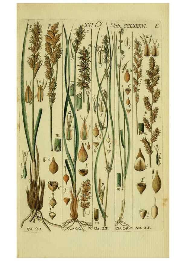 Reproducción/Reproduction 8288449462: Beschreibung und Abbildung der theils bekannten, theils noch nicht beschriebenen Arten von Riedgräsern,. Wittenberg,1801-1806.