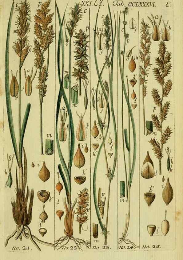 Reproducción/Reproduction 8288449462: Beschreibung und Abbildung der theils bekannten, theils noch nicht beschriebenen Arten von Riedgräsern,. Wittenberg,1801-1806.
