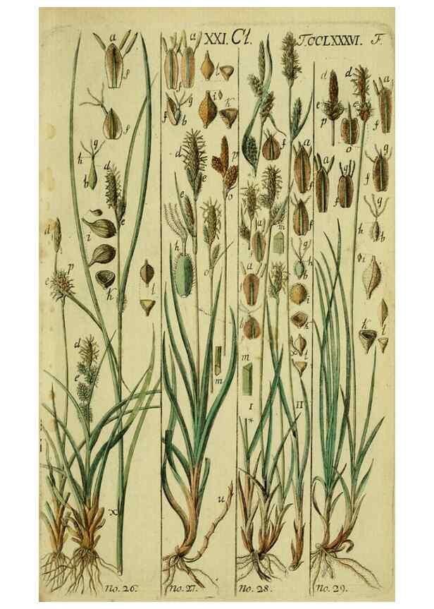Reproducción/Reproduction 8288450514: Beschreibung und Abbildung der theils bekannten, theils noch nicht beschriebenen Arten von Riedgräsern,. Wittenberg,1801-1806.