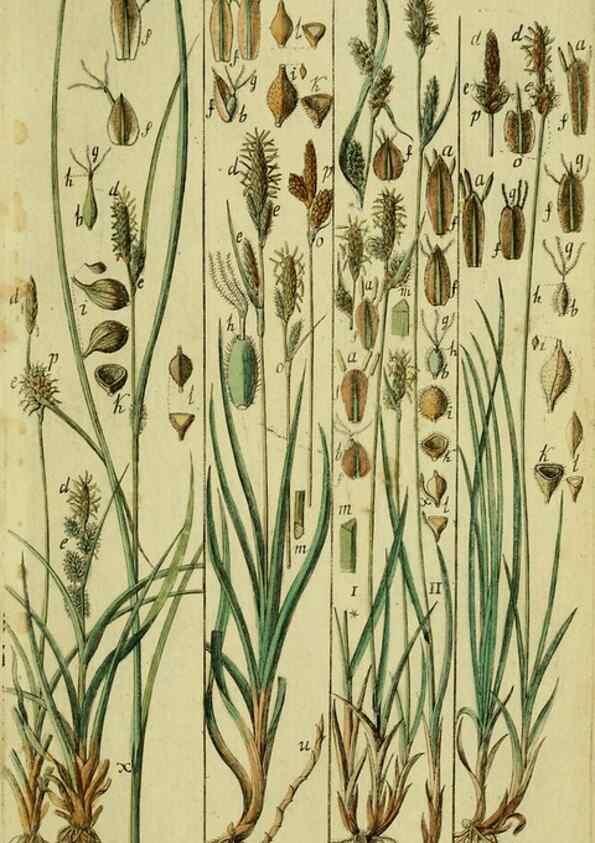 Reproducción/Reproduction 8288450514: Beschreibung und Abbildung der theils bekannten, theils noch nicht beschriebenen Arten von Riedgräsern,. Wittenberg,1801-1806.