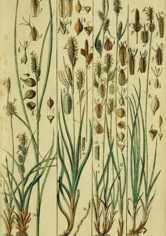 Reproducción/Reproduction 8288450514: Beschreibung und Abbildung der theils bekannten, theils noch nicht beschriebenen Arten von Riedgräsern,. Wittenberg,1801-1806.