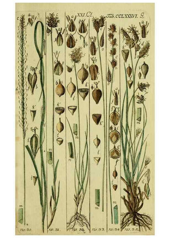 Reproducción/Reproduction 8287392403: Beschreibung und Abbildung der theils bekannten, theils noch nicht beschriebenen Arten von Riedgräsern,. Wittenberg,1801-1806.