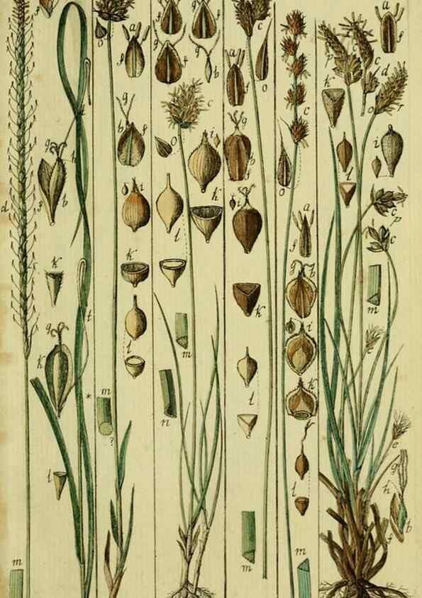 Reproducción/Reproduction 8287392403: Beschreibung und Abbildung der theils bekannten, theils noch nicht beschriebenen Arten von Riedgräsern,. Wittenberg,1801-1806.