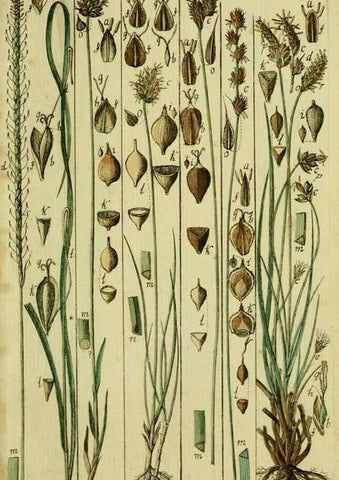 Reproducción/Reproduction 8287392403: Beschreibung und Abbildung der theils bekannten, theils noch nicht beschriebenen Arten von Riedgräsern,. Wittenberg,1801-1806.