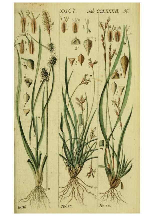 Reproducción/Reproduction 8288452902: Beschreibung und Abbildung der theils bekannten, theils noch nicht beschriebenen Arten von Riedgräsern,. Wittenberg,1801-1806.