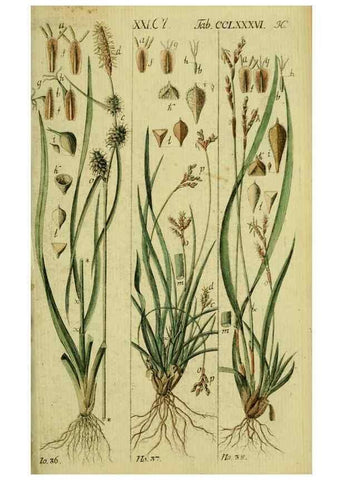 Reproducción/Reproduction 8288452902: Beschreibung und Abbildung der theils bekannten, theils noch nicht beschriebenen Arten von Riedgräsern,. Wittenberg,1801-1806.