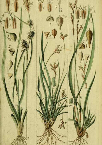 Reproducción/Reproduction 8288452902: Beschreibung und Abbildung der theils bekannten, theils noch nicht beschriebenen Arten von Riedgräsern,. Wittenberg,1801-1806.