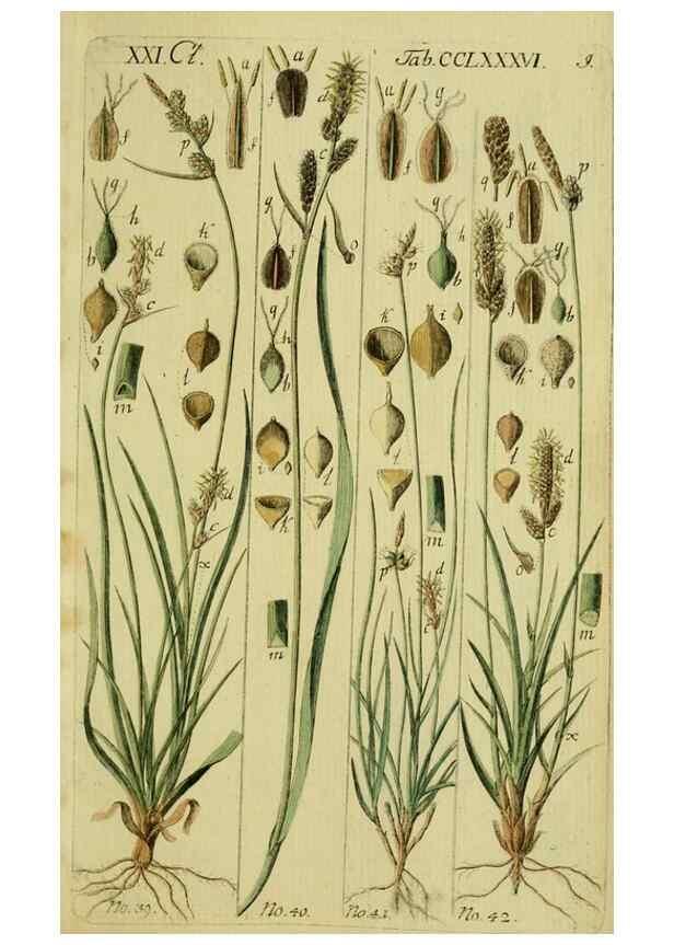 Reproducción/Reproduction 8287394089: Beschreibung und Abbildung der theils bekannten, theils noch nicht beschriebenen Arten von Riedgräsern,. Wittenberg,1801-1806.