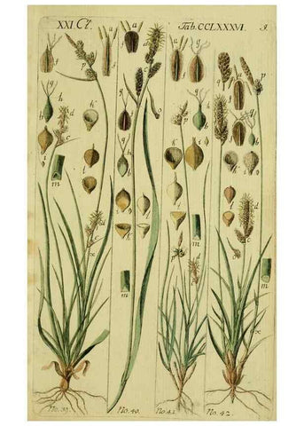 Reproducción/Reproduction 8287394089: Beschreibung und Abbildung der theils bekannten, theils noch nicht beschriebenen Arten von Riedgräsern,. Wittenberg,1801-1806.