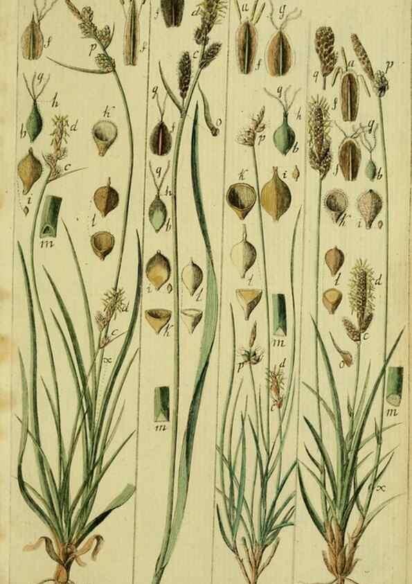 Reproducción/Reproduction 8287394089: Beschreibung und Abbildung der theils bekannten, theils noch nicht beschriebenen Arten von Riedgräsern,. Wittenberg,1801-1806.