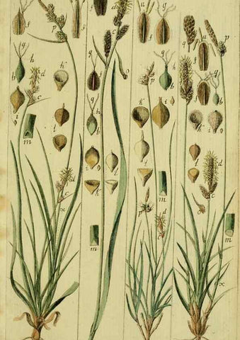 Reproducción/Reproduction 8287394089: Beschreibung und Abbildung der theils bekannten, theils noch nicht beschriebenen Arten von Riedgräsern,. Wittenberg,1801-1806.