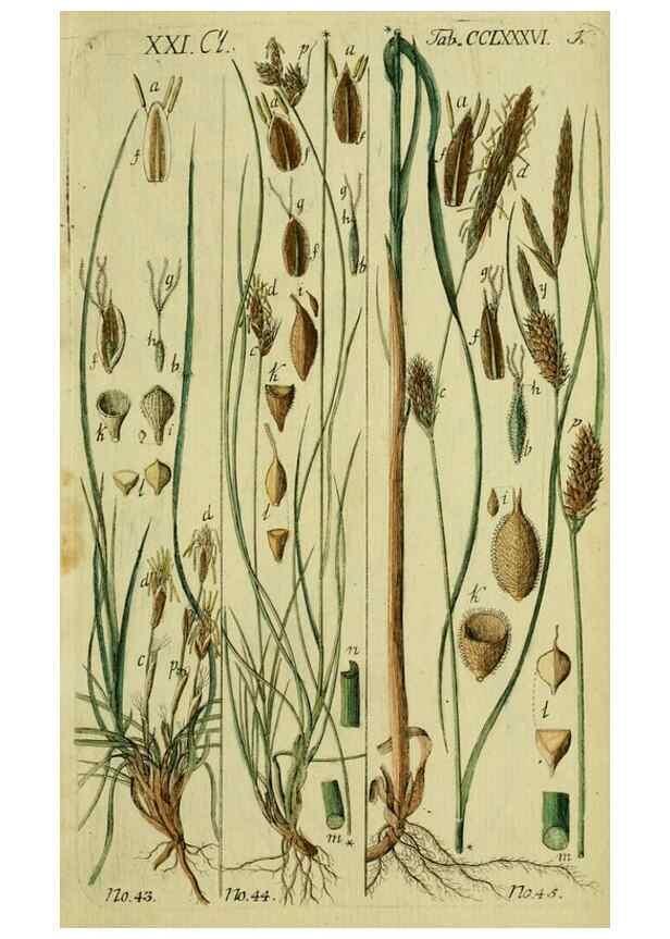 Reproducción/Reproduction 8288454934: Beschreibung und Abbildung der theils bekannten, theils noch nicht beschriebenen Arten von Riedgräsern,. Wittenberg,1801-1806.