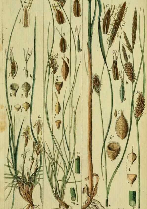 Reproducción/Reproduction 8288454934: Beschreibung und Abbildung der theils bekannten, theils noch nicht beschriebenen Arten von Riedgräsern,. Wittenberg,1801-1806.