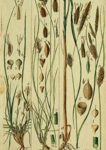 Reproducción/Reproduction 8288454934: Beschreibung und Abbildung der theils bekannten, theils noch nicht beschriebenen Arten von Riedgräsern,. Wittenberg,1801-1806.