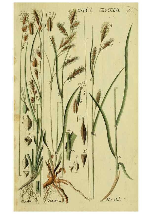 Reproducción/Reproduction 8287396257: Beschreibung und Abbildung der theils bekannten, theils noch nicht beschriebenen Arten von Riedgräsern,. Wittenberg,1801-1806.