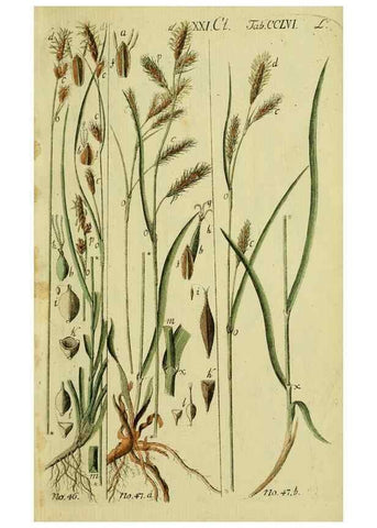 Reproducción/Reproduction 8287396257: Beschreibung und Abbildung der theils bekannten, theils noch nicht beschriebenen Arten von Riedgräsern,. Wittenberg,1801-1806.