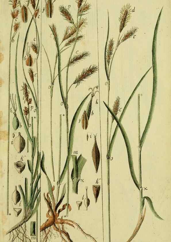 Reproducción/Reproduction 8287396257: Beschreibung und Abbildung der theils bekannten, theils noch nicht beschriebenen Arten von Riedgräsern,. Wittenberg,1801-1806.