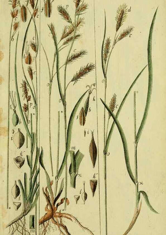 Reproducción/Reproduction 8287396257: Beschreibung und Abbildung der theils bekannten, theils noch nicht beschriebenen Arten von Riedgräsern,. Wittenberg,1801-1806.
