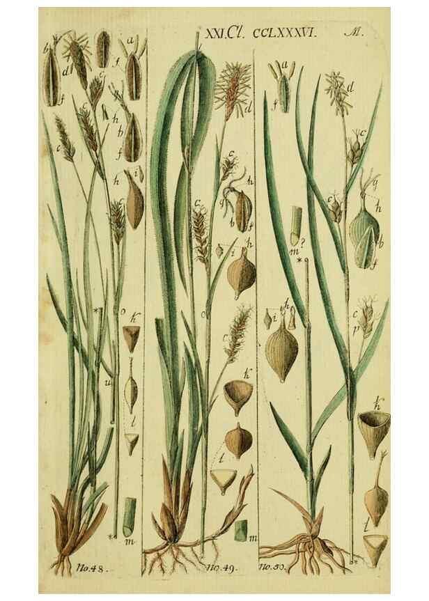 Reproducción/Reproduction 8288456742: Beschreibung und Abbildung der theils bekannten, theils noch nicht beschriebenen Arten von Riedgräsern,. Wittenberg,1801-1806.