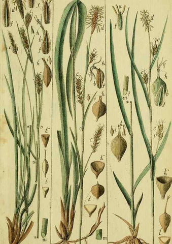 Reproducción/Reproduction 8288456742: Beschreibung und Abbildung der theils bekannten, theils noch nicht beschriebenen Arten von Riedgräsern,. Wittenberg,1801-1806.
