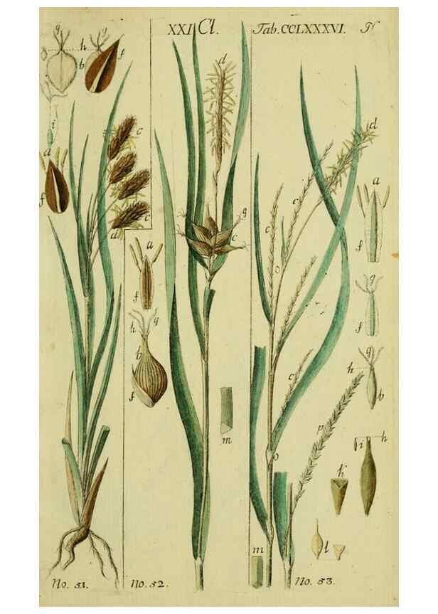 Reproducción/Reproduction 8288457656: Beschreibung und Abbildung der theils bekannten, theils noch nicht beschriebenen Arten von Riedgräsern,. Wittenberg,1801-1806.