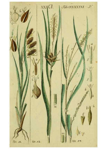 Reproducción/Reproduction 8288457656: Beschreibung und Abbildung der theils bekannten, theils noch nicht beschriebenen Arten von Riedgräsern,. Wittenberg,1801-1806.