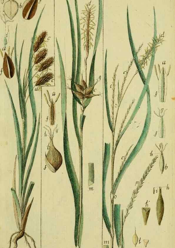 Reproducción/Reproduction 8288457656: Beschreibung und Abbildung der theils bekannten, theils noch nicht beschriebenen Arten von Riedgräsern,. Wittenberg,1801-1806.