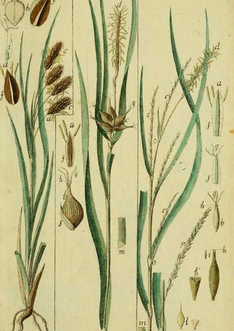 Reproducción/Reproduction 8288457656: Beschreibung und Abbildung der theils bekannten, theils noch nicht beschriebenen Arten von Riedgräsern,. Wittenberg,1801-1806.