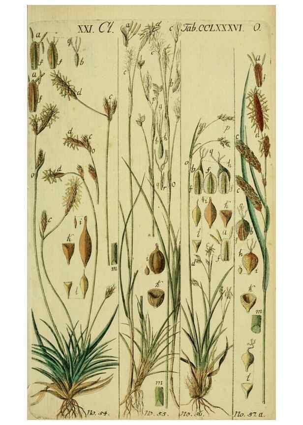Reproducción/Reproduction 8288458498: Beschreibung und Abbildung der theils bekannten, theils noch nicht beschriebenen Arten von Riedgräsern,. Wittenberg,1801-1806.