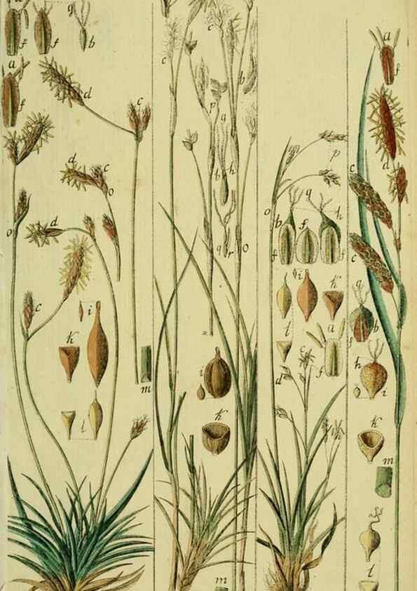 Reproducción/Reproduction 8288458498: Beschreibung und Abbildung der theils bekannten, theils noch nicht beschriebenen Arten von Riedgräsern,. Wittenberg,1801-1806.
