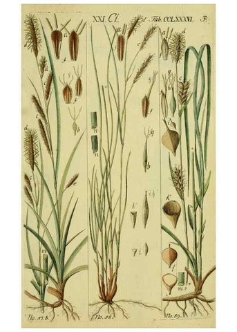 Reproducción/Reproduction 8288459516: Beschreibung und Abbildung der theils bekannten, theils noch nicht beschriebenen Arten von Riedgräsern,. Wittenberg,1801-1806.