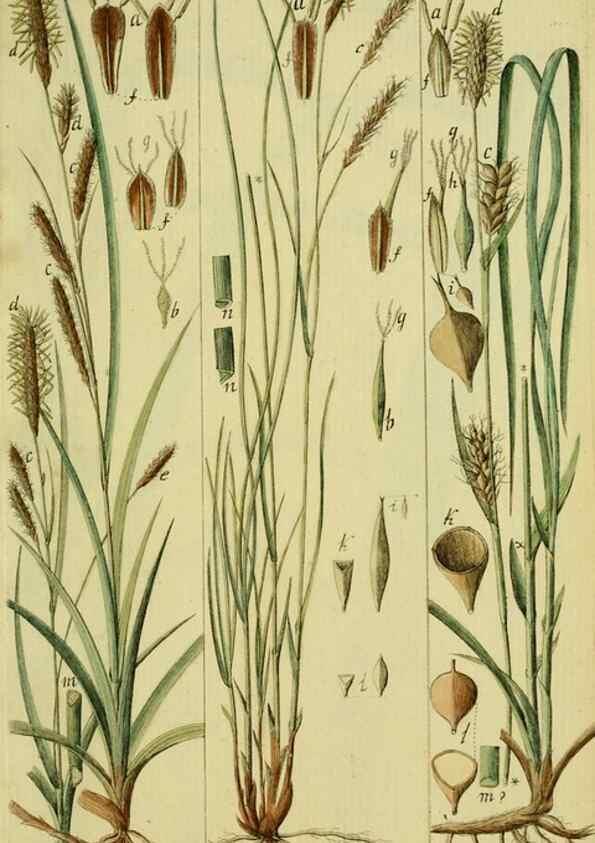 Reproducción/Reproduction 8288459516: Beschreibung und Abbildung der theils bekannten, theils noch nicht beschriebenen Arten von Riedgräsern,. Wittenberg,1801-1806.