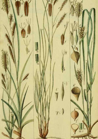 Reproducción/Reproduction 8288459516: Beschreibung und Abbildung der theils bekannten, theils noch nicht beschriebenen Arten von Riedgräsern,. Wittenberg,1801-1806.