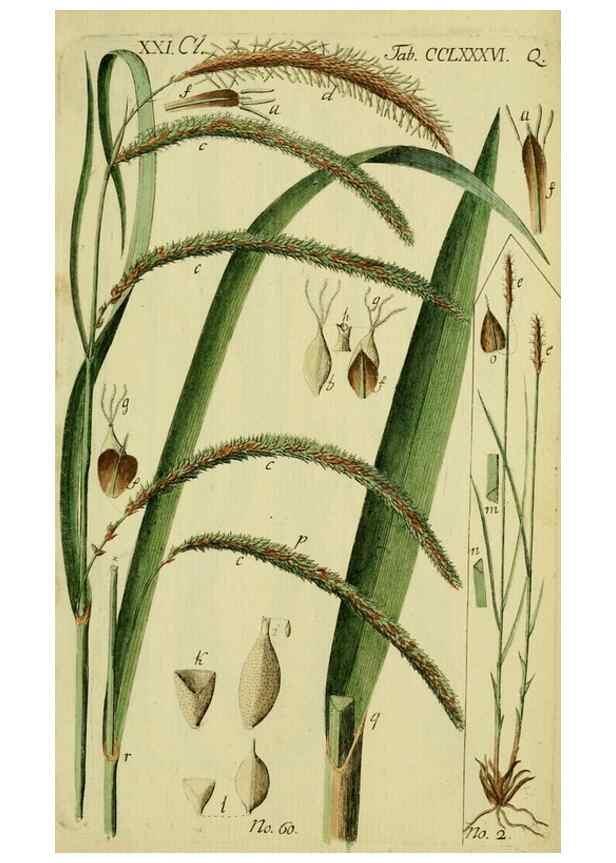 Reproducción/Reproduction 8288460798: Beschreibung und Abbildung der theils bekannten, theils noch nicht beschriebenen Arten von Riedgräsern,. Wittenberg,1801-1806.