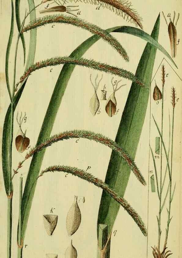 Reproducción/Reproduction 8288460798: Beschreibung und Abbildung der theils bekannten, theils noch nicht beschriebenen Arten von Riedgräsern,. Wittenberg,1801-1806.