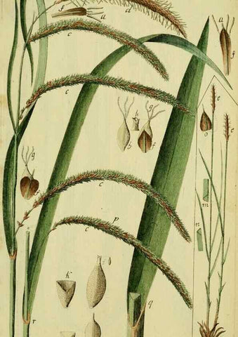 Reproducción/Reproduction 8288460798: Beschreibung und Abbildung der theils bekannten, theils noch nicht beschriebenen Arten von Riedgräsern,. Wittenberg,1801-1806.