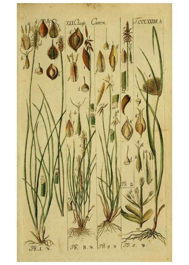 Reproducción/Reproduction 8287386681: Beschreibung und Abbildung der theils bekannten, theils noch nicht beschriebenen Arten von Riedgräsern,. Wittenberg,1801-1806.