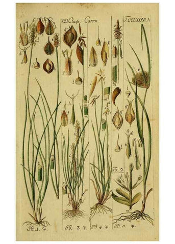 Reproducción/Reproduction 8287386681: Beschreibung und Abbildung der theils bekannten, theils noch nicht beschriebenen Arten von Riedgräsern,. Wittenberg,1801-1806.