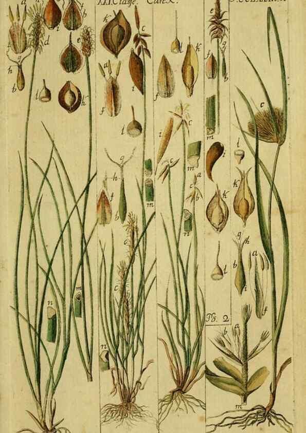 Reproducción/Reproduction 8287386681: Beschreibung und Abbildung der theils bekannten, theils noch nicht beschriebenen Arten von Riedgräsern,. Wittenberg,1801-1806.