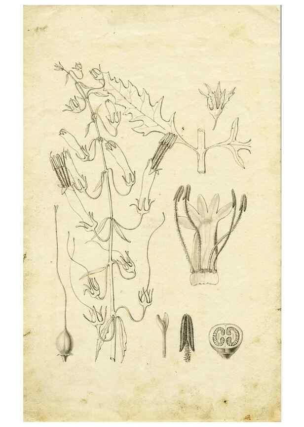 Reproducción/Reproduction 8284306620: Drawings/prints associated with USPRR reports & photographs/archival material. 
